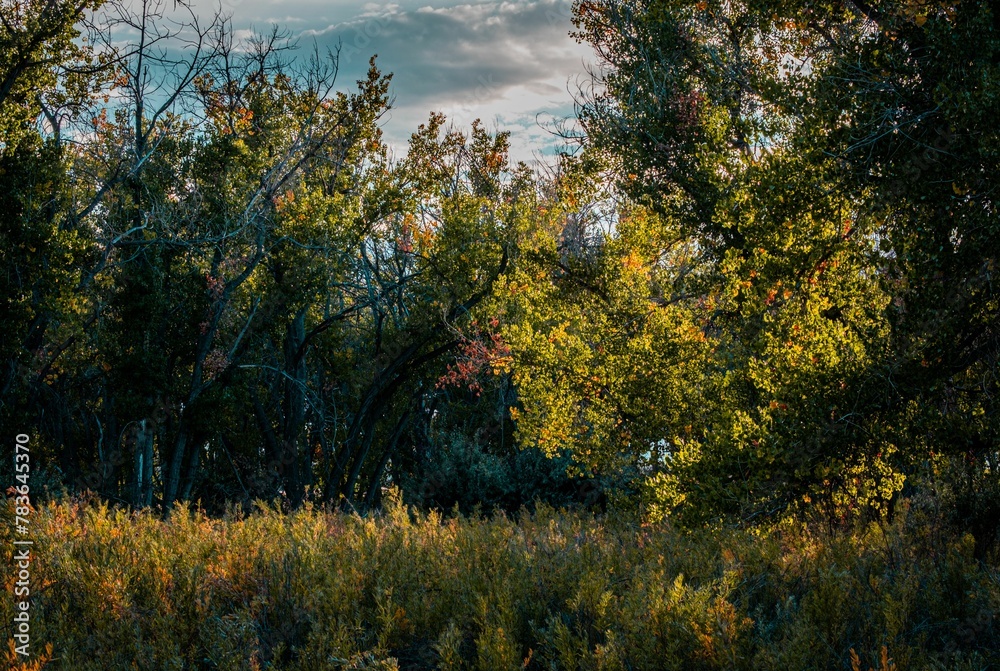 Fototapeta premium Beautiful view of sunset light through forest trees