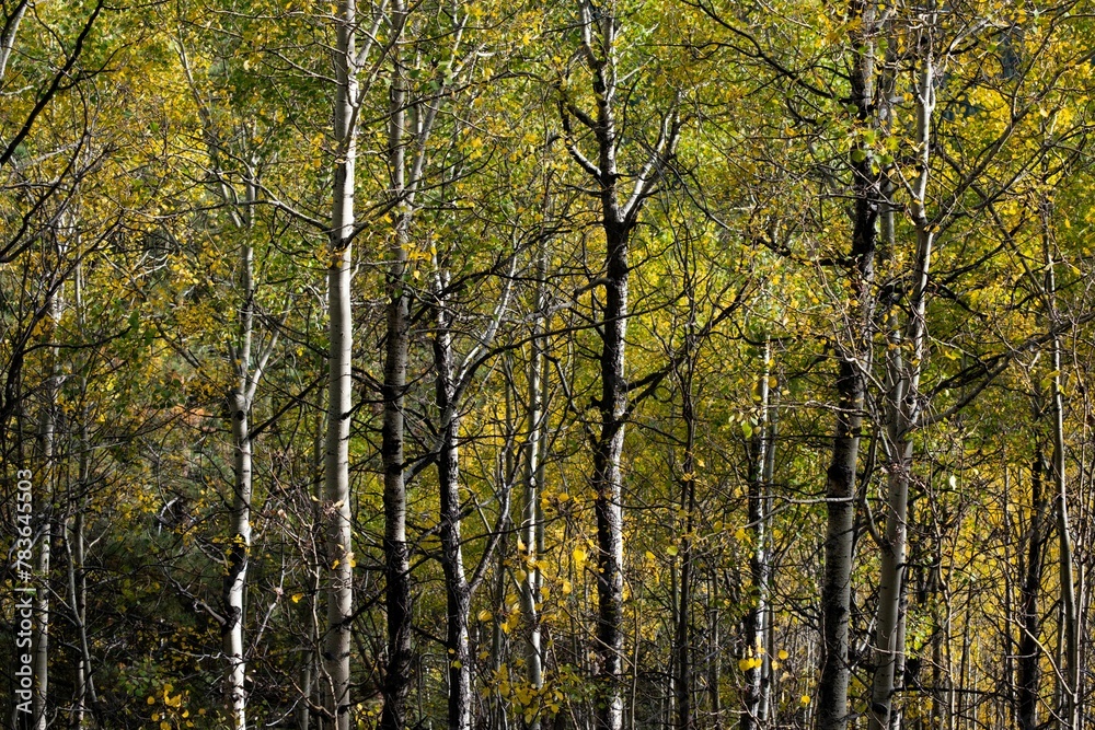 Beautiful autumn view with yellow Aspen trees in the forest Beautiful autumn view with yellow Aspen trees in the forest