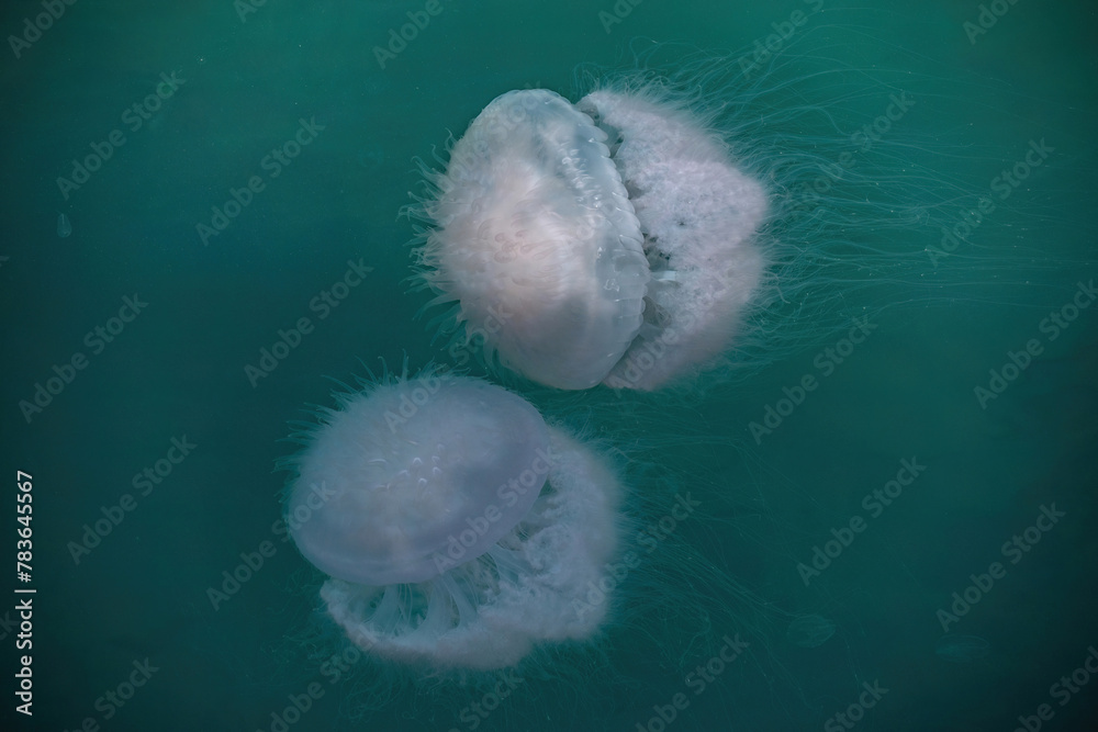 Fototapeta premium The huge dangerous jellyfishes, Lobonema smithii, is swimming in the Andaman ocean near the Natal Bridge, Natal beach, Phang Nga, Thailand.