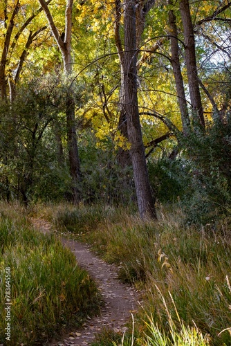Vertical shot of a hiking path into Cherry Creek State Park © Wirestock