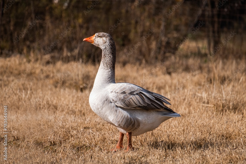 Closeup shot of a domestic goose under sunlight standing on a dry grass Closeup shot of a domestic goose under sunlight standing on a dry grass
