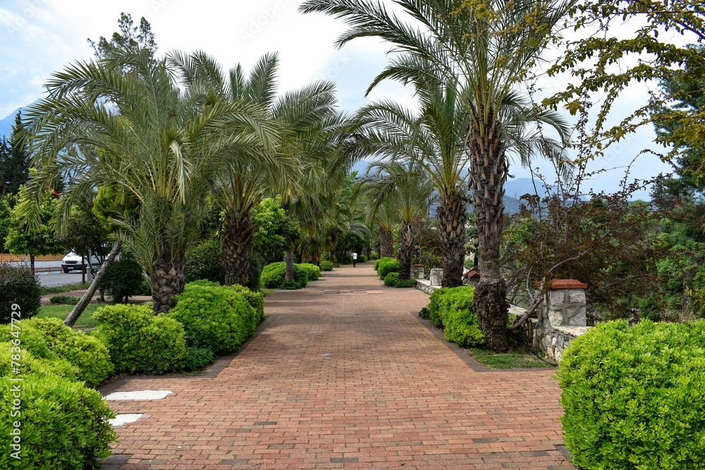 Park view on a gloomy day with palm trees and paving stones on the ground