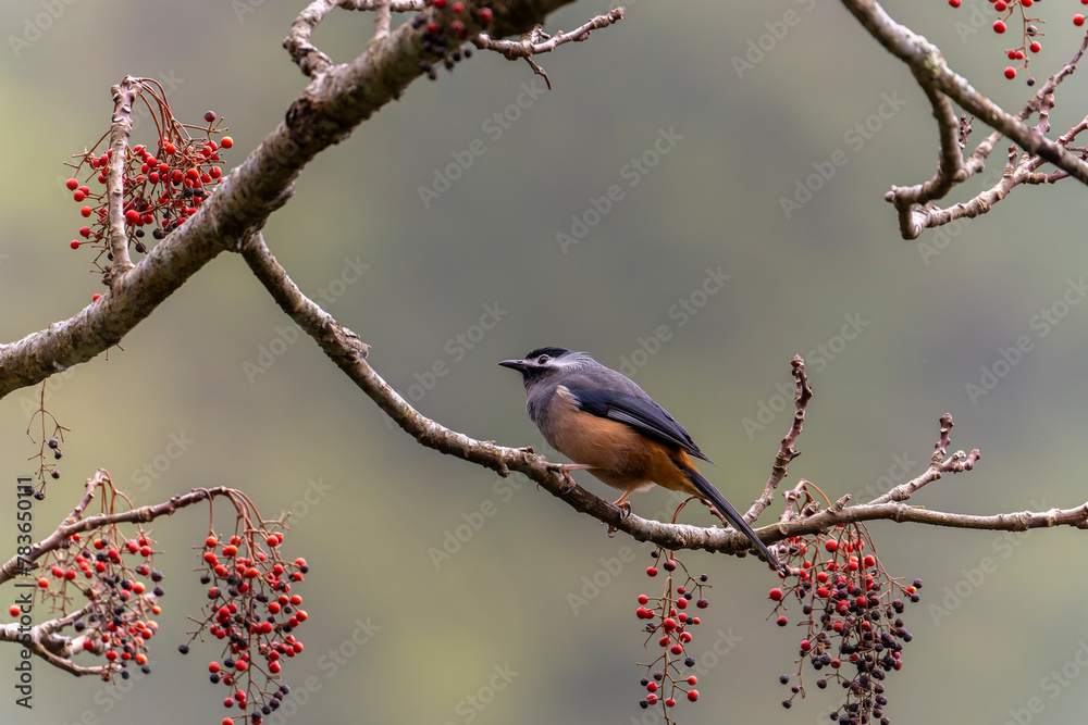 White-eared Sibia perched in a tree in the mountains of Taiwan White-eared Sibia perched in a tree in the mountains of Taiwan