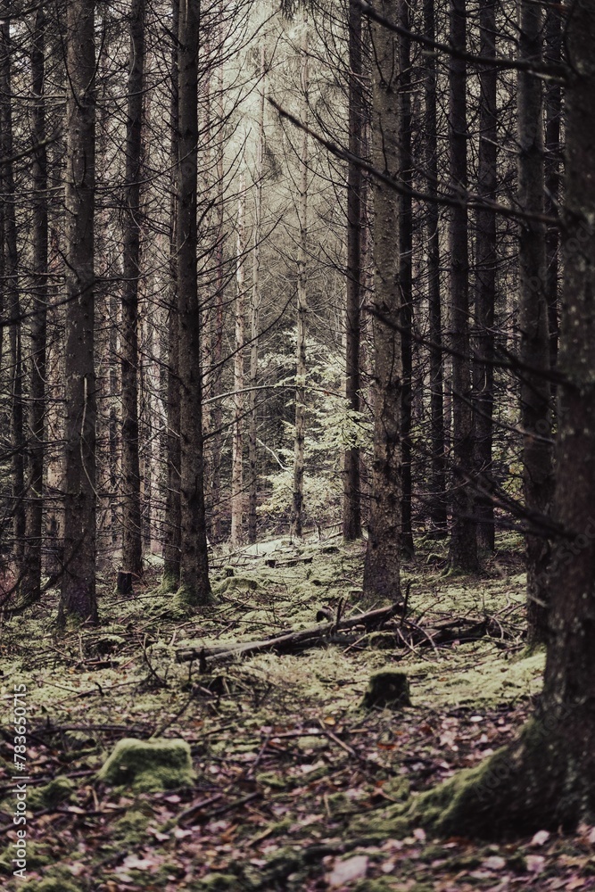 Vertical shot of a pine tree forest perfect for wallpapers and backgrounds Vertical shot of a pine tree forest perfect for wallpapers and backgrounds