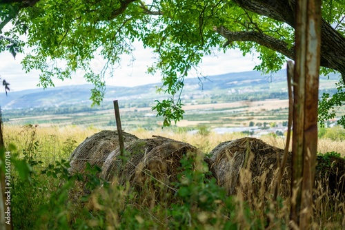 Hay rolls under tree in a rural landscape in Rhineland Palatinate