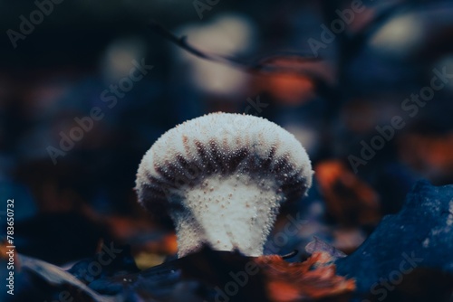 Close-up of a Prickly raincoat (Lycoperdon perlatum) mushroom in a forest under the leaves photo