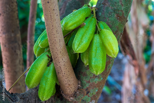 Closeup shot of bilimbi fruit on a tree photo