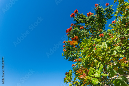 Low angle shot of African tuliptree tree against blue sky