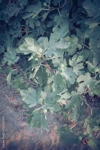 Beautiful fig tree at the beach in Turkey, Side