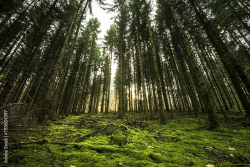 Fototapeta Naklejka Na Ścianę i Meble -  Low angle shot of a forest