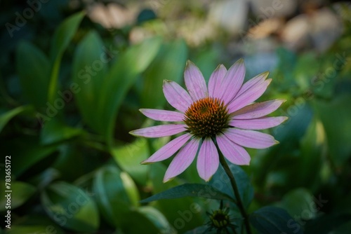 Closeup of the purple coneflower  echinacea purpurea  with green leaves on the blurred background