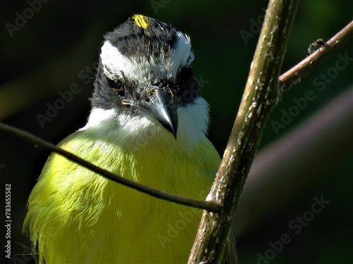 Closeup portrait of a cute Kiskadee bird standing on a branch in nature photo