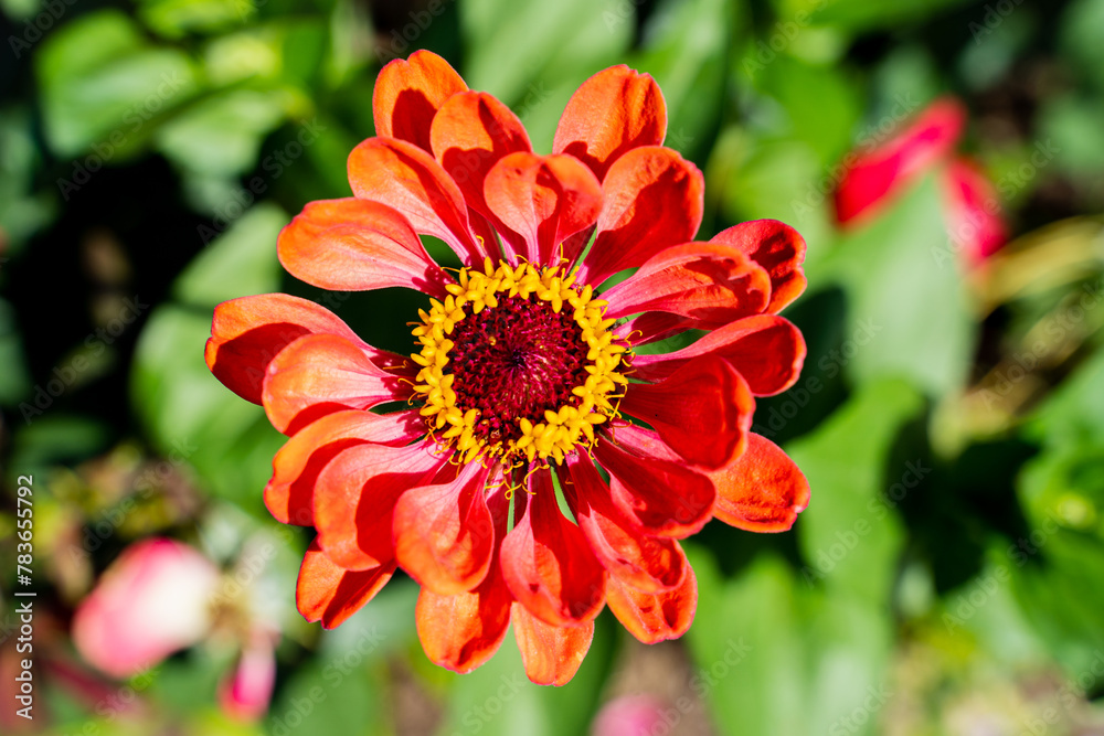 lush orange red gerbera flower closeup with stamens and pollen on green blurred background lush orange red gerbera flower closeup with stamens and pollen on green blurred background