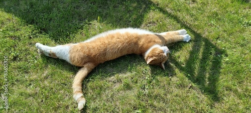 orange cat on grass