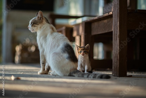 Little kitten with green eyes sitting near mother and looking towards