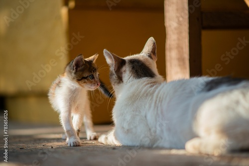 Little kitten with green eyes standing near mother