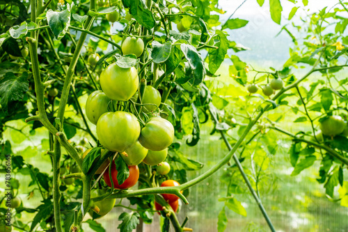 Obraz na plátně large juicy unripe green tomatoes hang and grow in a cluster on a fence in a gre
