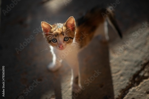 Closeup top view shot of a small cute tricolor kitten