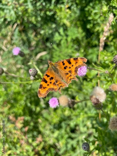Soft focus of a comma butterfly on weed flowersat a garden