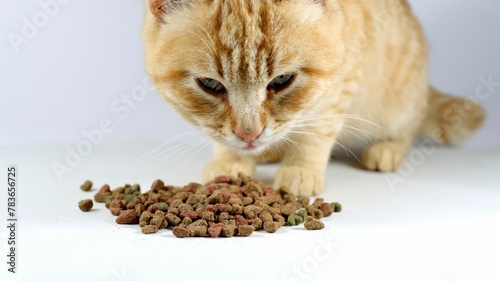 Fototapeta Naklejka Na Ścianę i Meble -  Closeup shot of the brown cat eating cat food on a white background