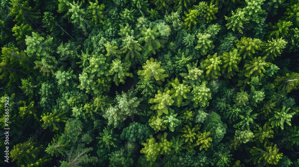 Hybrid forest Hybrid forest