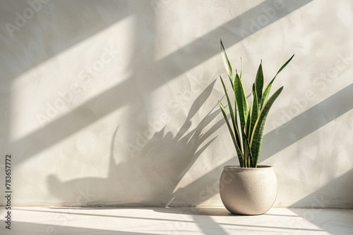 Minimalistic abstract light grey wall background for product presentation with sunlight shadow and sansevierija plant on the floor photo