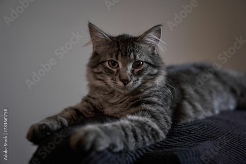 Gray tabby cat laying on a couch in a house