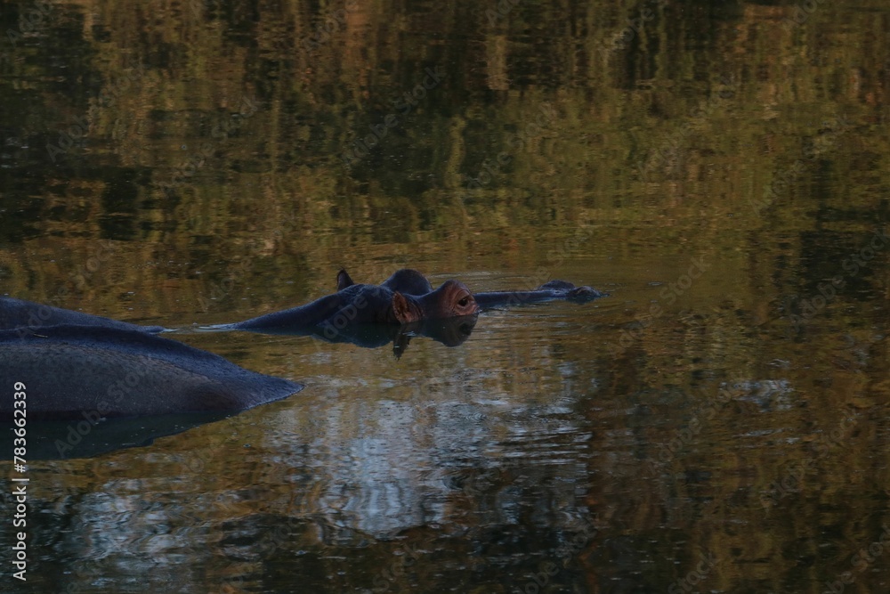 Fototapeta premium two hippos that are laying in some water and one is looking straight ahead