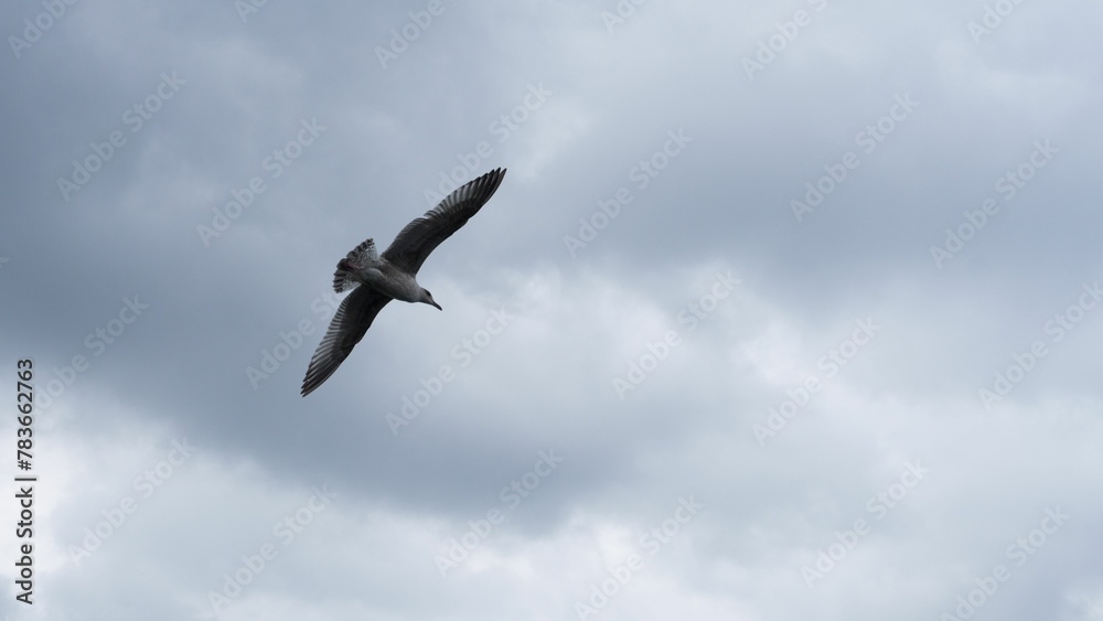 View of lonely bird soaring in the gloomy sky View of lonely bird soaring in the gloomy sky