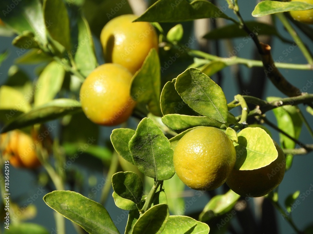 Closeup shot of a lemon tree in sunlight