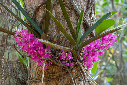 Closeup view of purple pink flowers of ascocentrum ampullaceum epiphytic orchid species blooming outdoors  in tropical garden