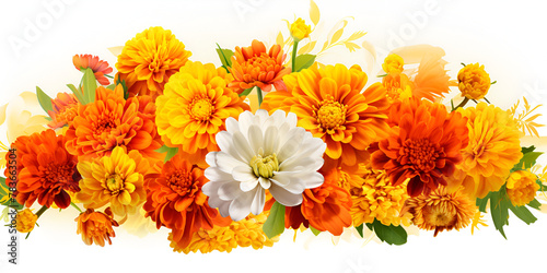 A Symphony of different types of flowers in Full Bloom Against a clear White background
