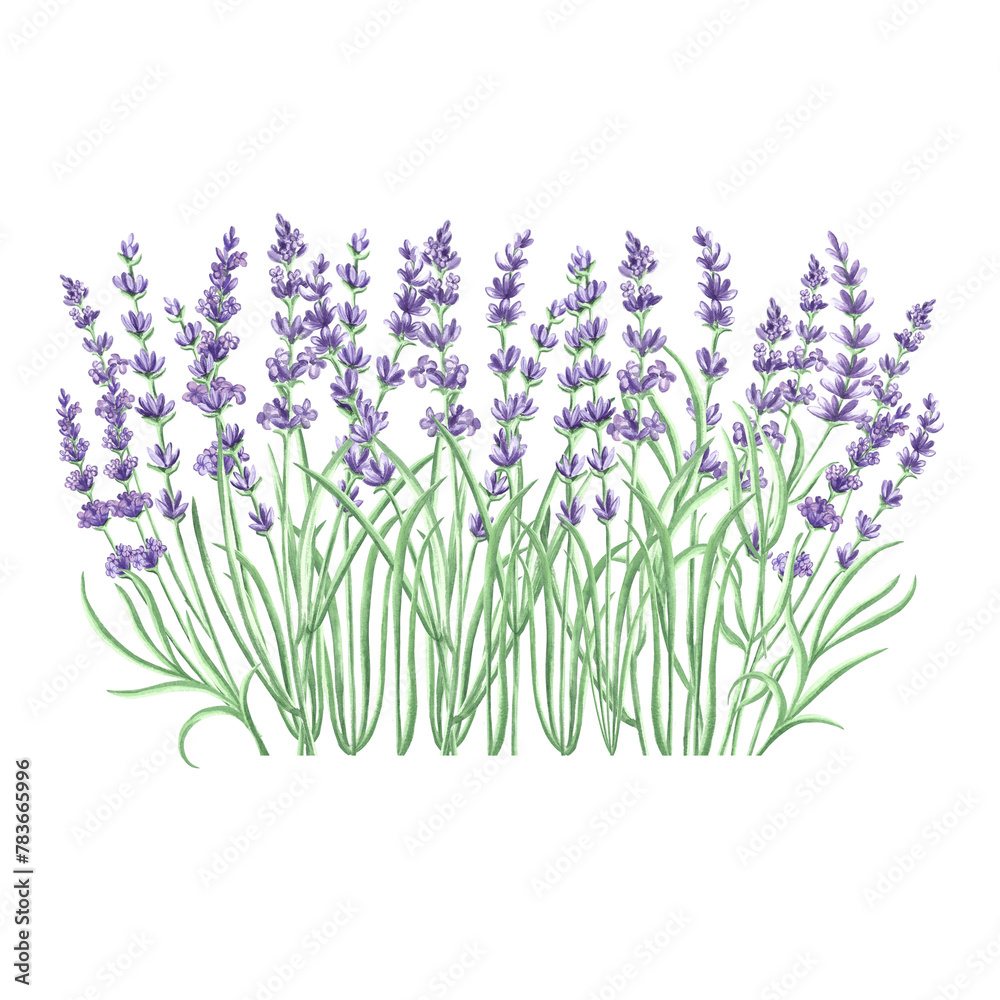 Lavender flowers purple Watercolor delicate composition. Isolated hand drawn illustration. Floral bouquet, herbs of Provence. Botanical drawing template for card, print, package, tableware, textile.
