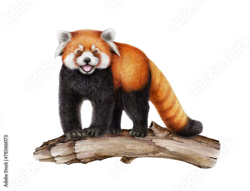Red panda on the tree branch. Watercolor illustration. Hand drawn Ailurus fulgens. Cute lesser panda wildlife nature animal on white background. Funny Chinese native endemic mammal