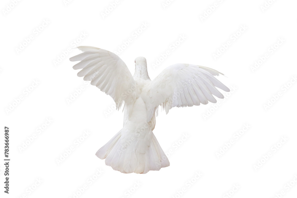 Obraz premium Beautiful flying White dove isolated on transparent background png file 