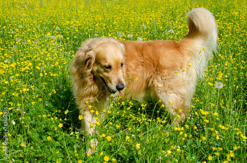 Golden Retriever in the field with yellow flowers.
