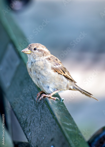 Photography House Sparrow (Passer domesticus) - Found worldwide
