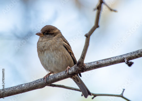 Photography House Sparrow (Passer domesticus) - Found worldwide