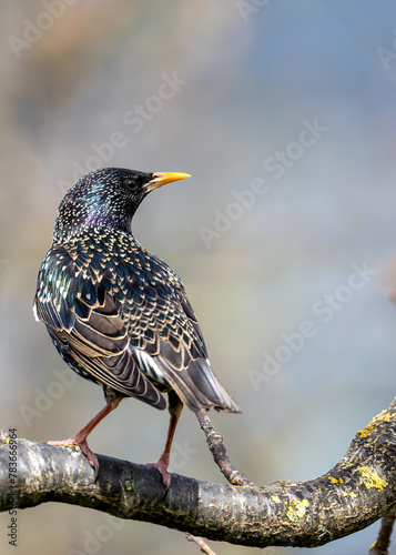 Photography European Starling (Sturnus vulgaris) - Introduced to North America, native to Eu