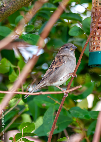 Canvas Print House Sparrow (Passer domesticus) - Found worldwide