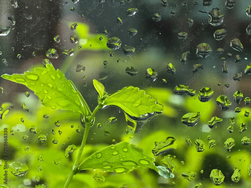 water drops on green leaf water drops on green leaf