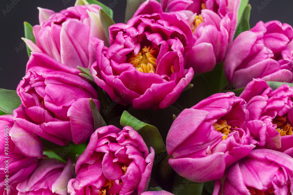 A bouquet of pink peony-shaped tulips in close-up