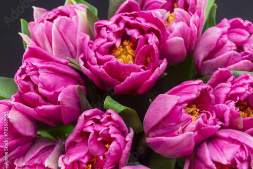 A bouquet of pink peony-shaped tulips in close-up