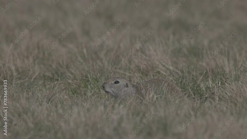Funny gopher looks out of the hole in wildlife. little ground squirrel or little suslik, Spermophilus pygmaeus is a species in the family Sciuridae. ProRes 422, 10 bit ungraded C-LOG, Slow motion Funny gopher looks out of the hole in wildlife. little ground squirrel or little suslik, Spermophilus pygmaeus is a species in the family Sciuridae. ProRes 422, 10 bit ungraded C-LOG, Slow motion