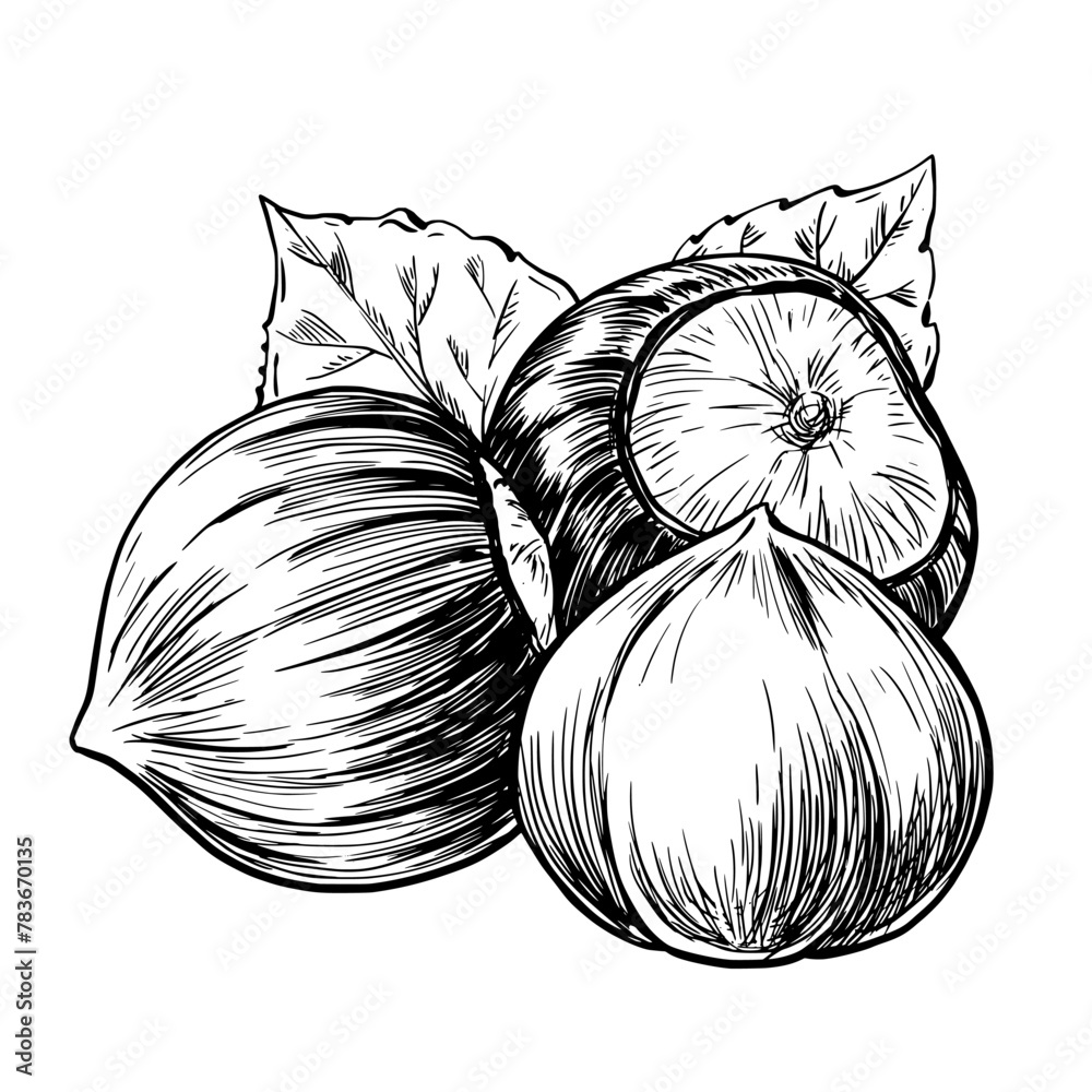 Hazelnut vintage vector food sketch drawing