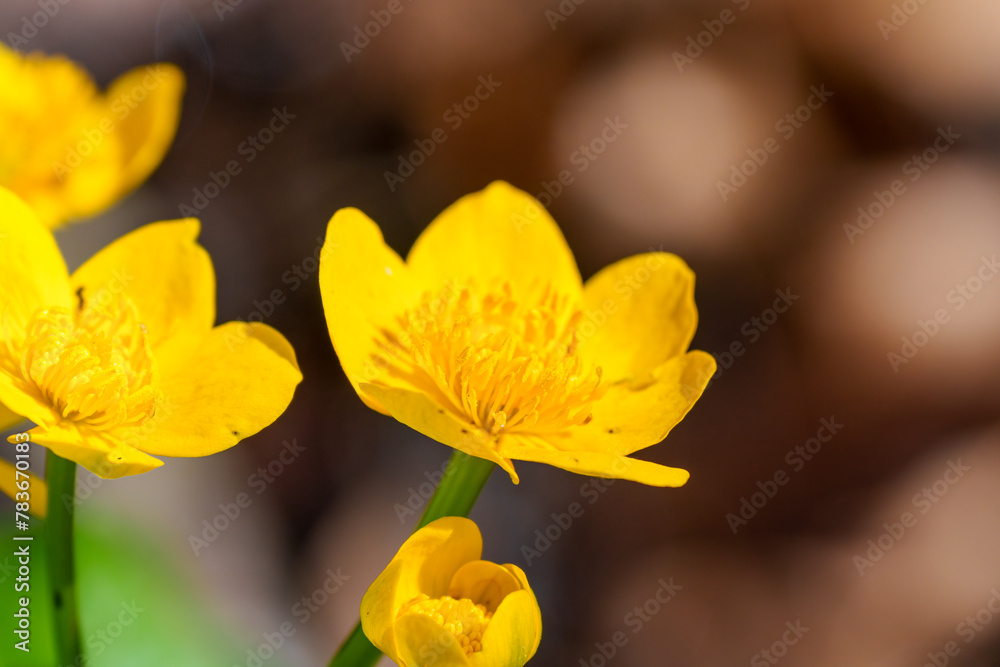 Close up of a yellow kingcup flower with a green stem Close up of a yellow kingcup flower with a green stem