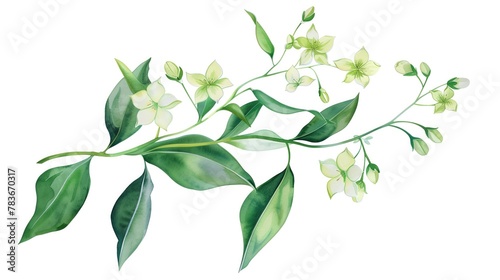 Cassia flowers, mixed green leaves watercolor floral bouquet, isolated, white background