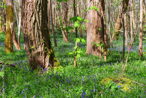 Bluebells and underwood in Coquibus hills. Fontainebleau forest photo