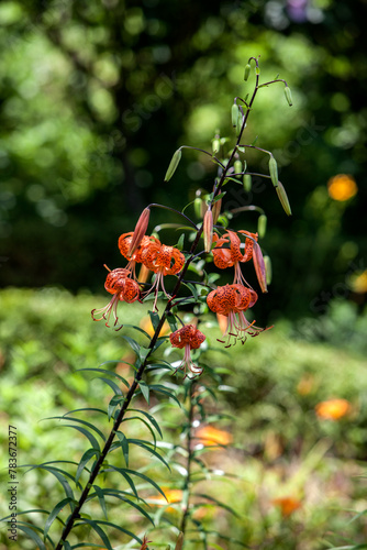 View of the tiger lily flowers in the garden photo