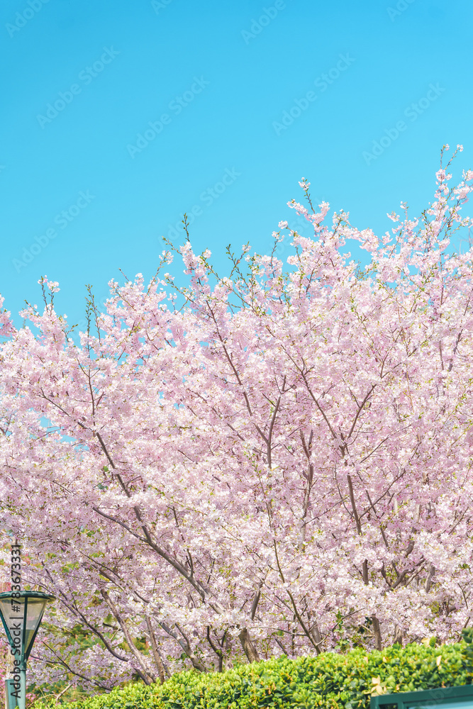 Sakura in full bloom at Yuyuantan Park in Beijing in springtime